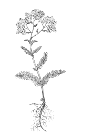 Schafgarbe
